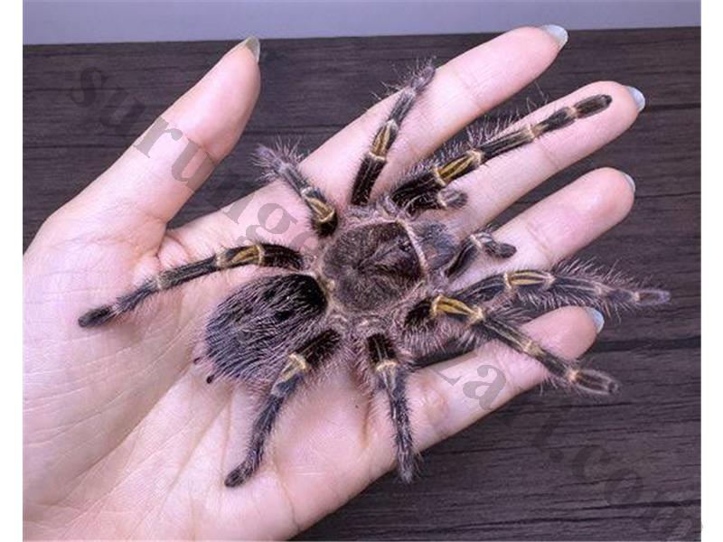 Grammostola Pulchripes Altın Bacak L2 Burada